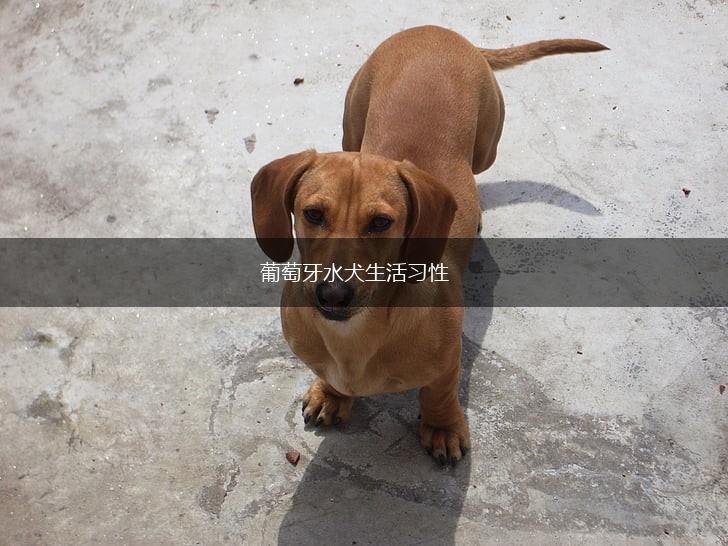 葡萄牙水犬生活习性,第1张
