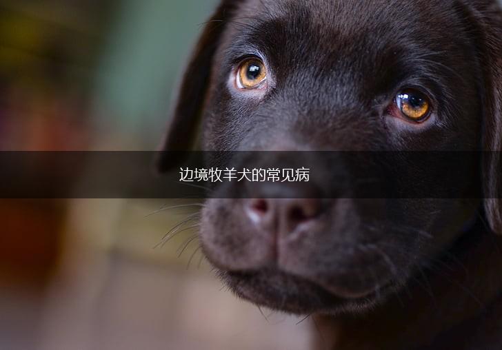 边境牧羊犬的常见病,第1张