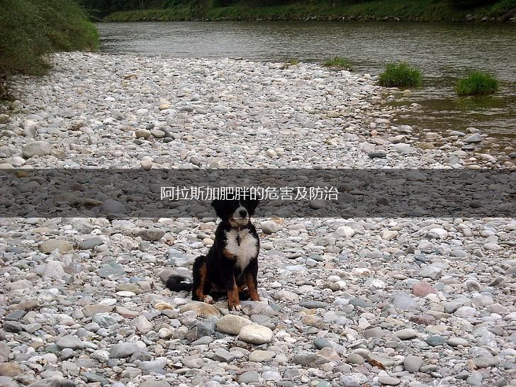 阿拉斯加肥胖的危害及防治,第1张