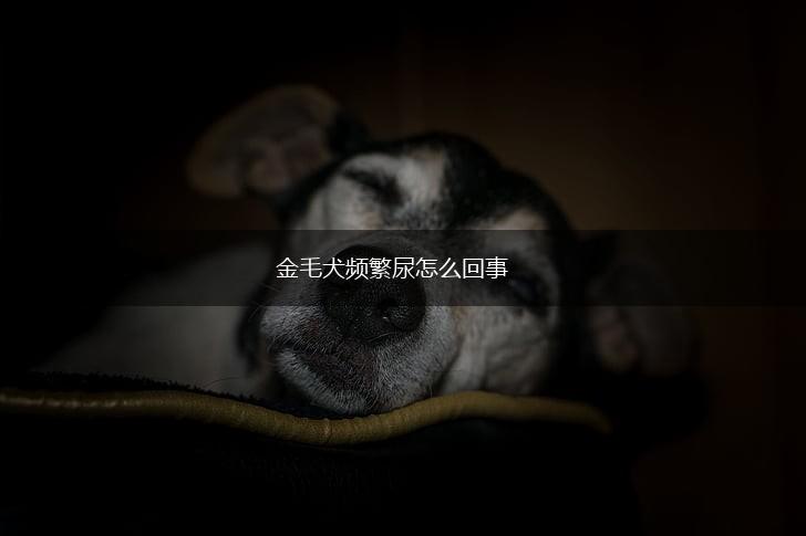 金毛犬频繁尿怎么回事,第1张