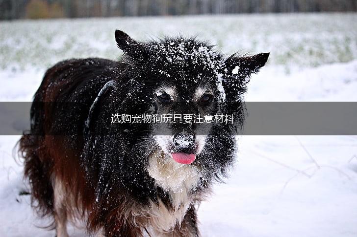 选购宠物狗玩具要注意材料,第1张 选购宠物狗玩具要注意材料,第1张