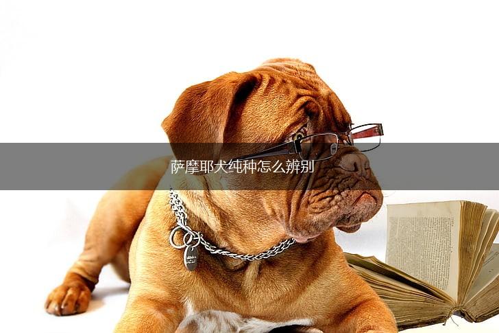 萨摩耶犬纯种怎么辨别,第1张