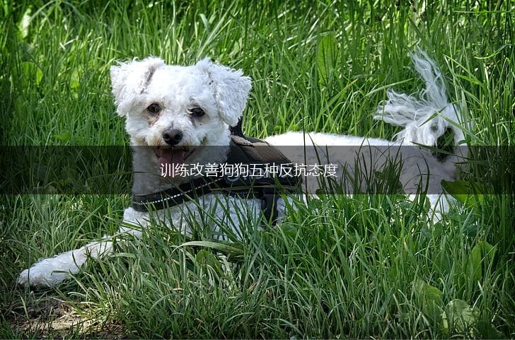 训练改善狗狗五种反抗态度,第1张