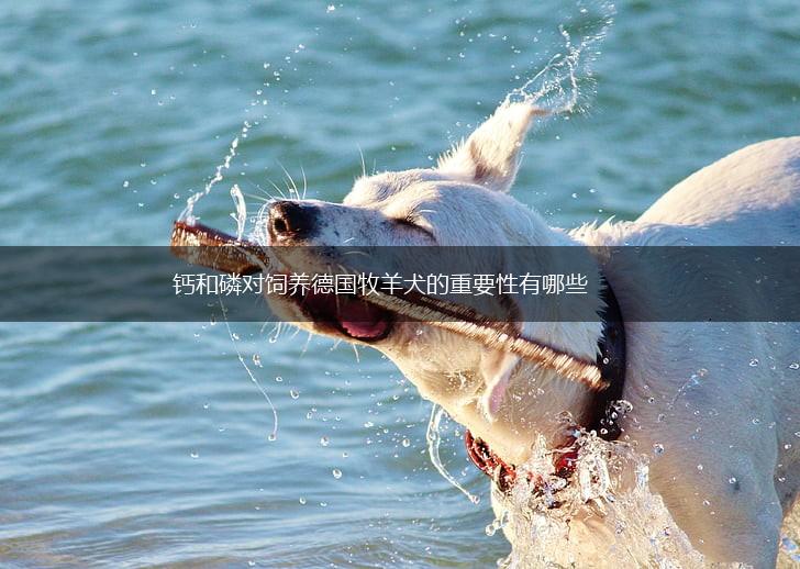 钙和磷对饲养德国牧羊犬的重要性有哪些,第1张