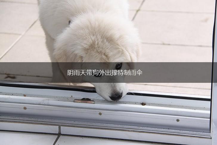 阴雨天带狗外出撑特制雨伞,第1张 阴雨天带狗外出撑特制雨伞,第1张