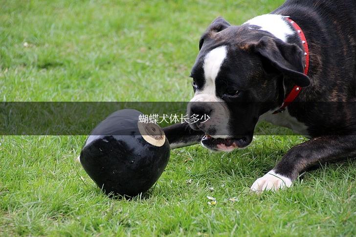 蝴蝶犬体长多少,第1张 蝴蝶犬体长多少,第1张