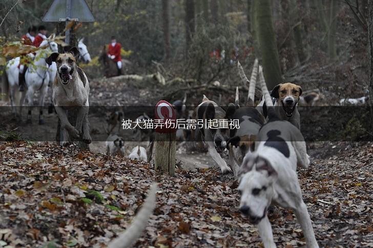被犬猫弄伤后需引起重视,第1张 被犬猫弄伤后需引起重视,第1张