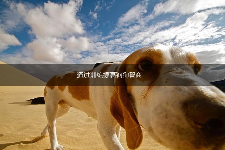 通过训练提高狗狗智商,第1张