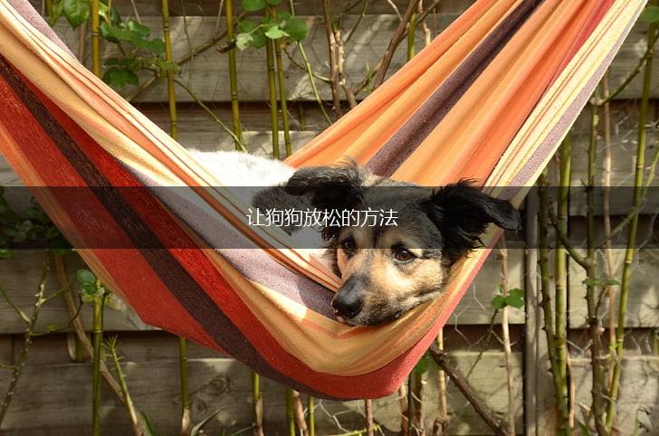 让狗狗放松的方法,第1张