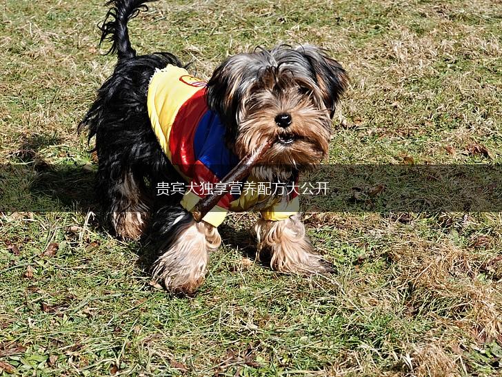 贵宾犬独享营养配方大公开,第1张