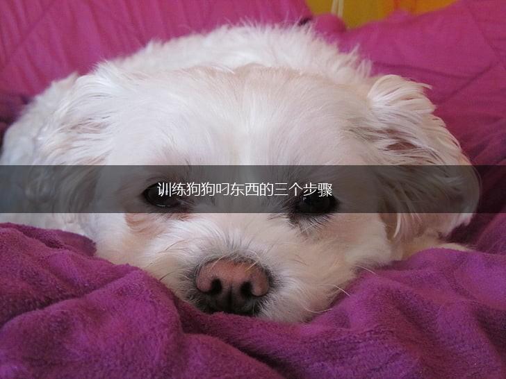 训练狗狗叼东西的三个步骤,第1张