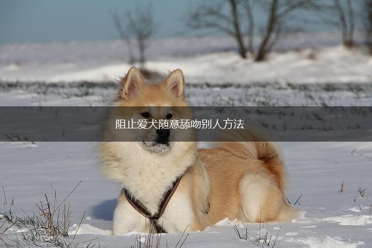 阻止爱犬随意舔吻别人方法,第1张 阻止爱犬随意舔吻别人方法,第1张