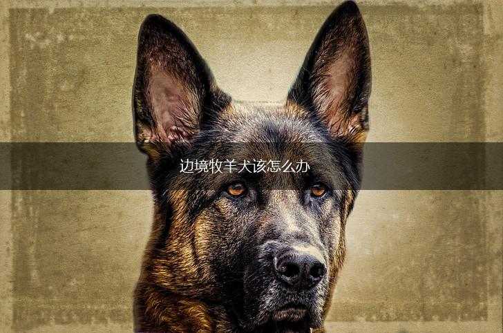 边境牧羊犬该怎么办,第1张