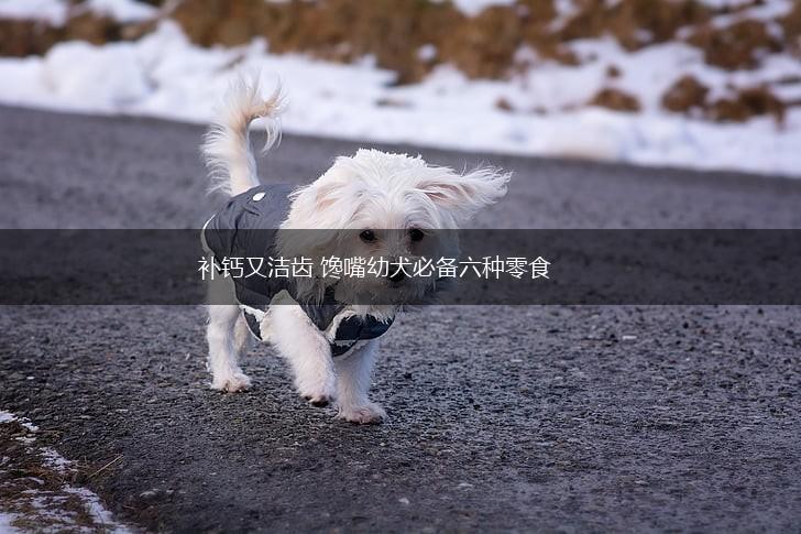 补钙又洁齿 馋嘴幼犬必备六种零食,第1张