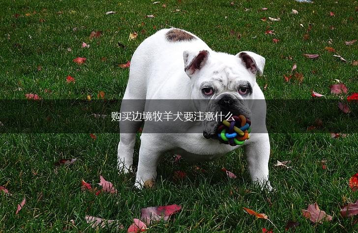 购买边境牧羊犬要注意什么,第1张