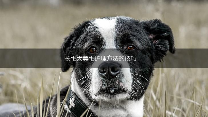 长毛犬美毛护理方法的技巧,第1张