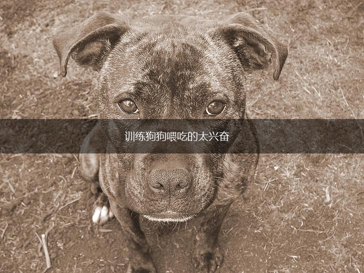 训练狗狗喂吃的太兴奋,第1张