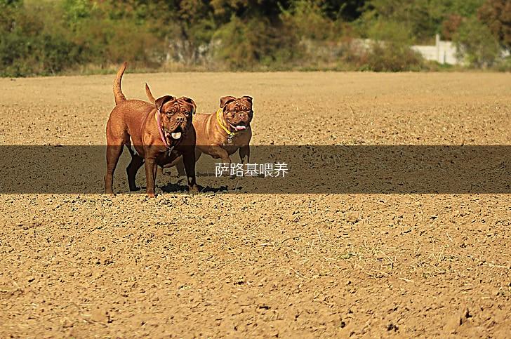 萨路基喂养,第1张 萨路基喂养,第1张