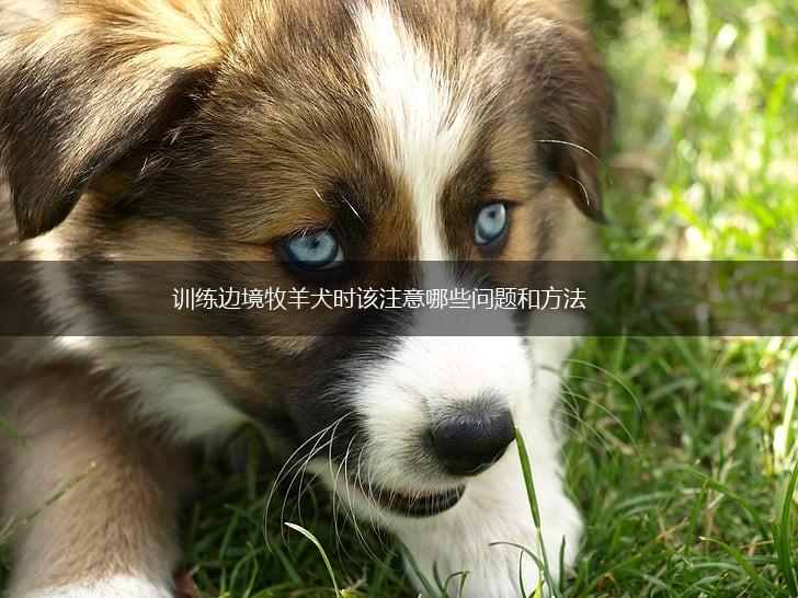 训练边境牧羊犬时该注意哪些问题和方法,第1张