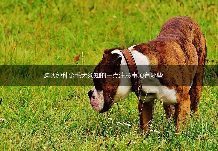 购买纯种金毛犬须知的三点注意事项有哪些,第1张