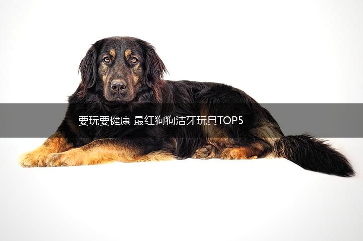 要玩要健康 最红狗狗洁牙玩具TOP5,第1张
