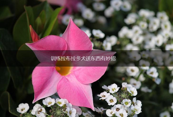 训练拉布拉多犬送东西有妙招,第1张 训练拉布拉多犬送东西有妙招,第1张