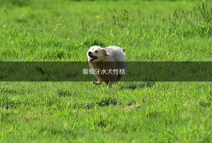 葡萄牙水犬性格,第1张