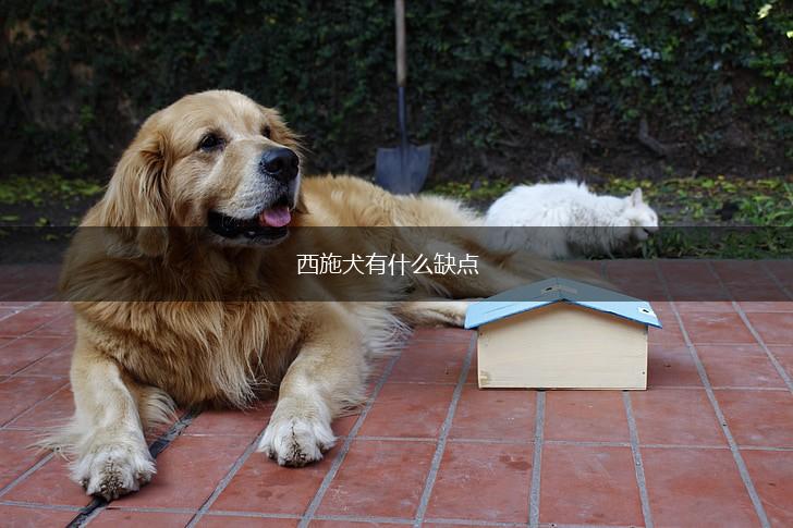 西施犬有什么缺点,第1张