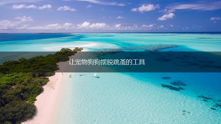 让宠物狗狗摆脱跳蚤的工具,第1张 让宠物狗狗摆脱跳蚤的工具,第1张