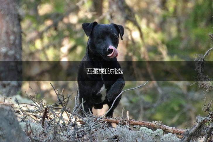 西藏梗的挑选,第1张