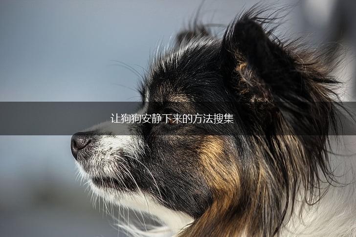 让狗狗安静下来的方法搜集,第1张