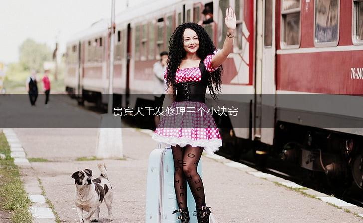 贵宾犬毛发修理三个小诀窍,第1张