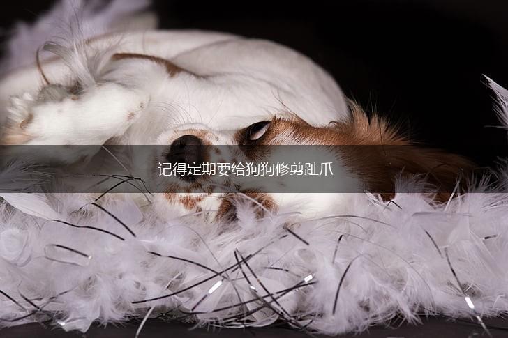 记得定期要给狗狗修剪趾爪,第1张 记得定期要给狗狗修剪趾爪,第1张