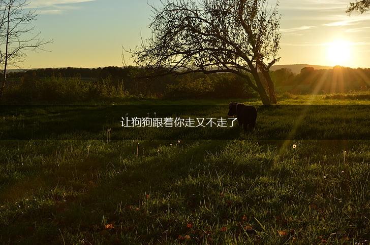 让狗狗跟着你走又不走了,第1张