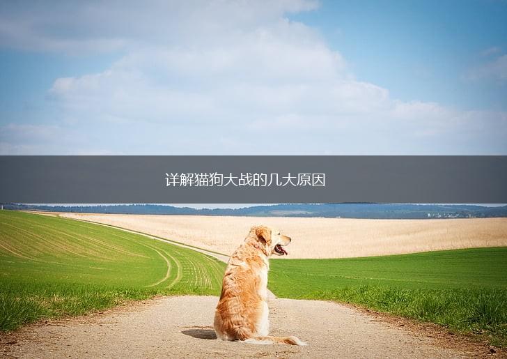 详解猫狗大战的几大原因,第1张 详解猫狗大战的几大原因,第1张