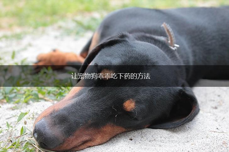 让宠物狗乖乖吃下药的方法,第1张 让宠物狗乖乖吃下药的方法,第1张