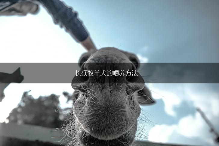 长须牧羊犬的喂养方法,第1张