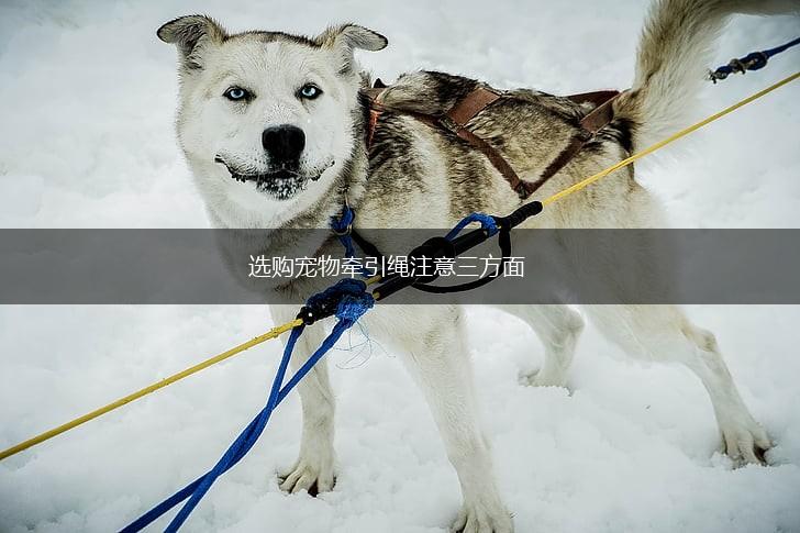 选购宠物牵引绳注意三方面,第1张