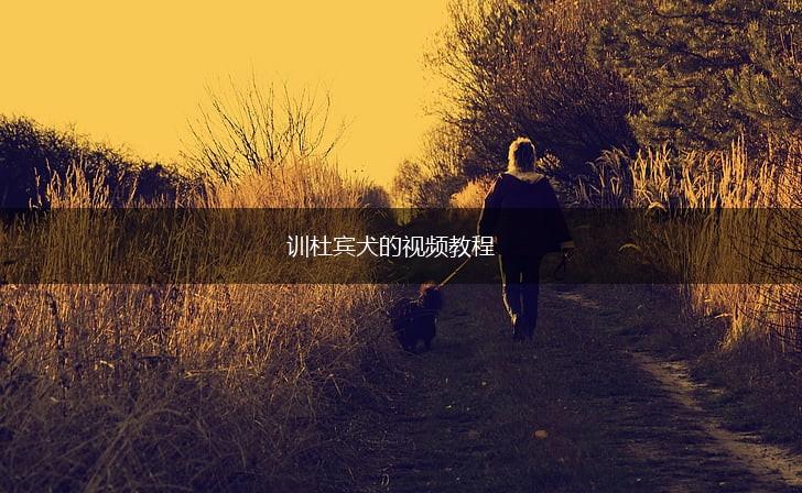 训杜宾犬的视频教程,第1张