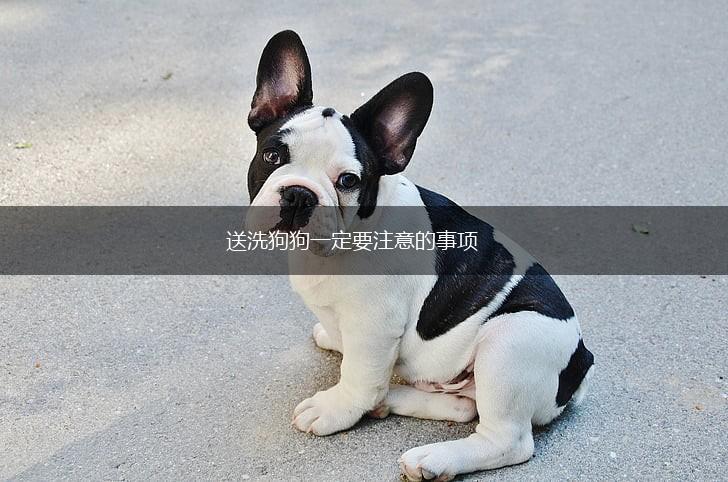 送洗狗狗一定要注意的事项,第1张 送洗狗狗一定要注意的事项,第1张