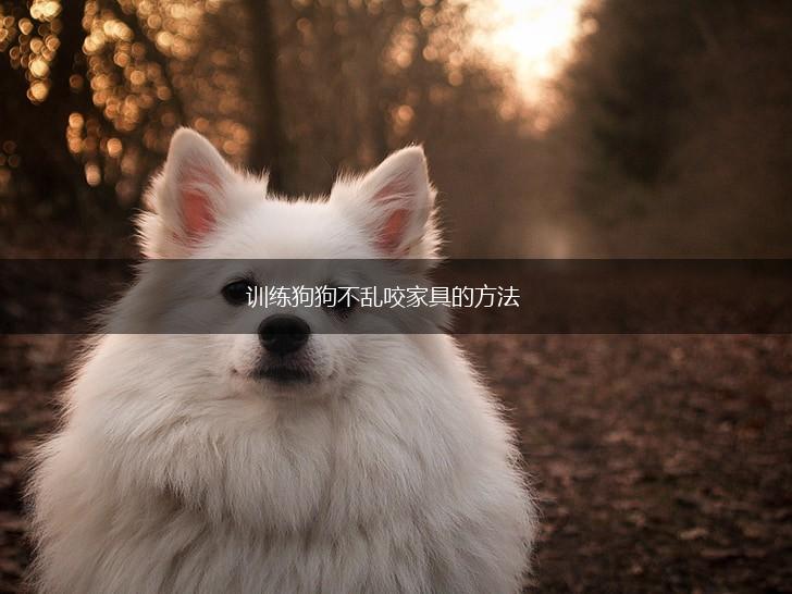 训练狗狗不乱咬家具的方法,第1张 训练狗狗不乱咬家具的方法,第1张