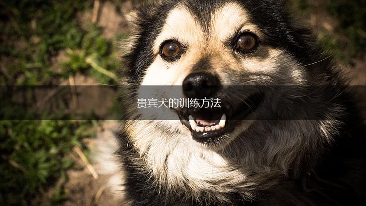 贵宾犬的训练方法,第1张