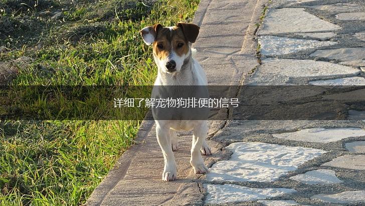详细了解宠物狗排便的信号,第1张