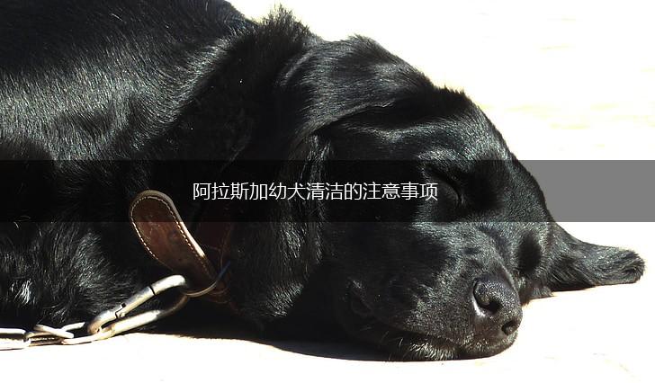 阿拉斯加幼犬清洁的注意事项,第1张