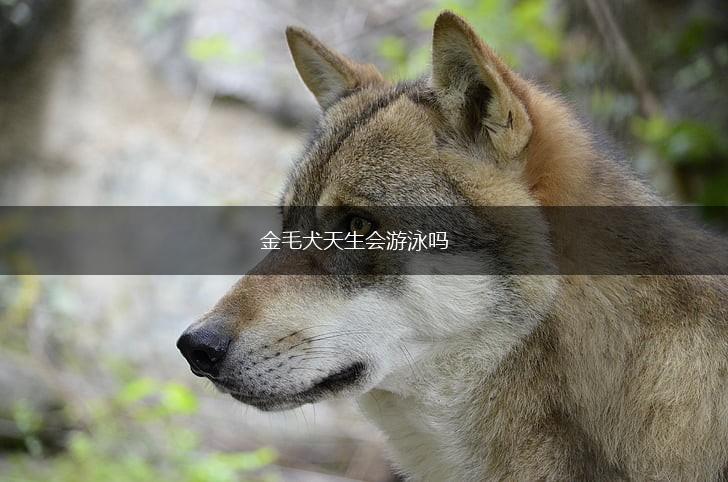 金毛犬天生会游泳吗,第1张