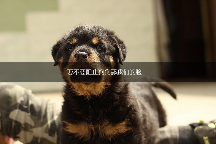 要不要阻止狗狗舔我们的脸,第1张