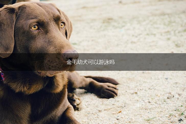 金毛幼犬可以游泳吗,第1张