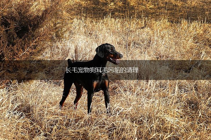 长毛宠物狗耳毛污垢的清理,第1张