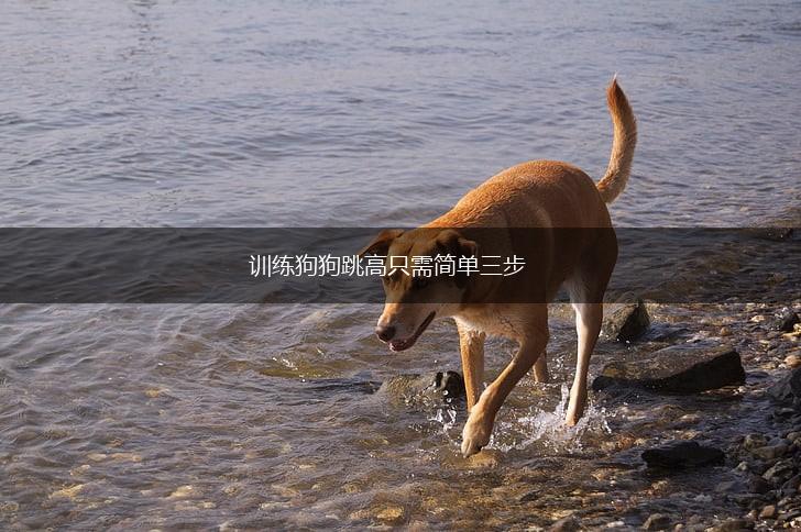 训练狗狗跳高只需简单三步,第1张