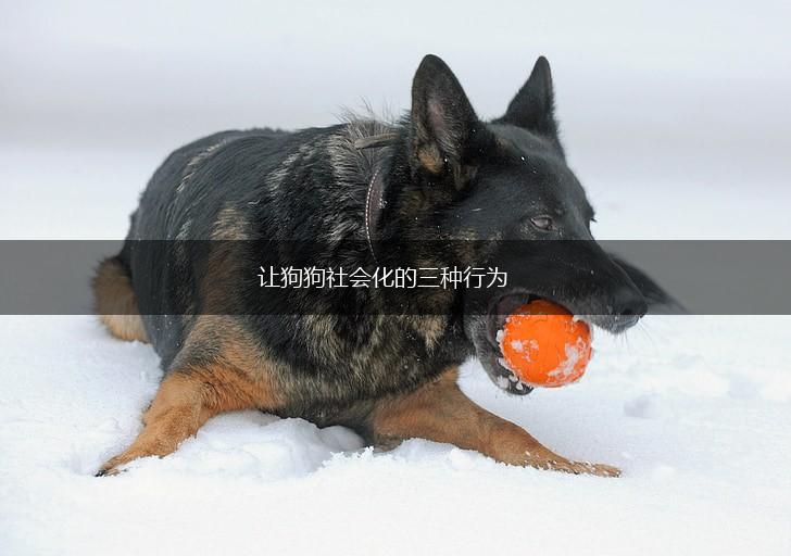 让狗狗社会化的三种行为,第1张 让狗狗社会化的三种行为,第1张